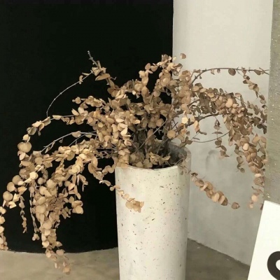 兽设可爱风格设计兽圈社群